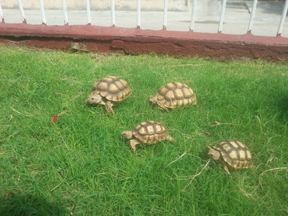 Sulcata Tortoise