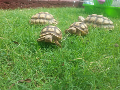 Sulcata Tortoise